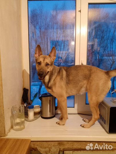 Собаки бесплатно в добрые руки