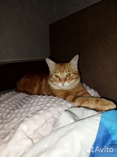 Рыжий котик в добрые руки