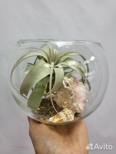 Флорариумы, суккуленты, декоративные растения