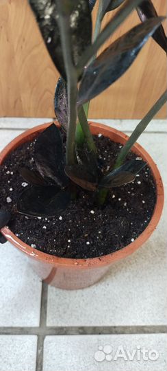 Замиокулькас