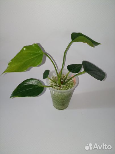 Антуриум Лили рэд (Anthurium 'banderola Roja')