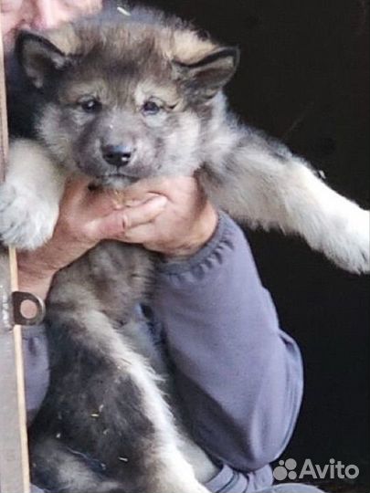 Щенки вольфхунда