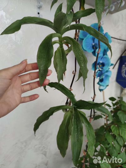 Золотой ус (каллизия душистая)