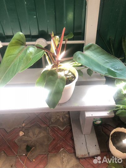 Филодедрон красноватый