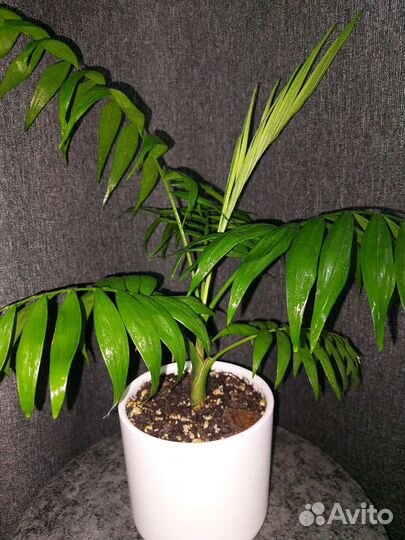 Хамедорея (Пальма Бамбуковая)