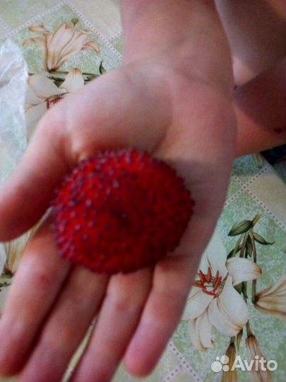 Запись на осень: Малина, смородина,крыжовник,цветы