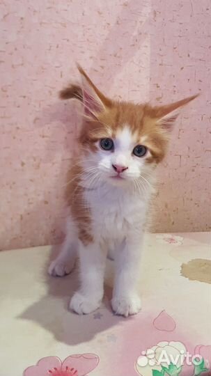 Котенок мейн-кун