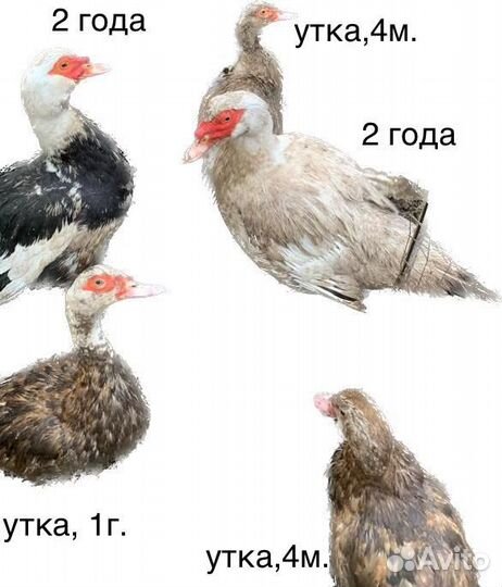 Индоутки тяжелой линии