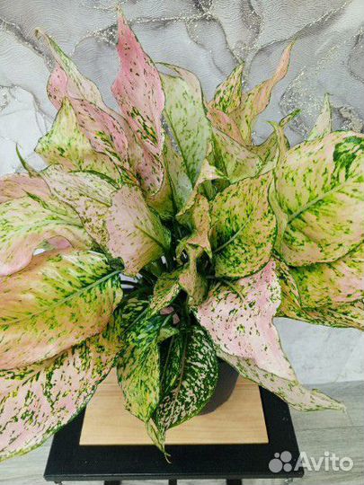 Аглаонема Роуз