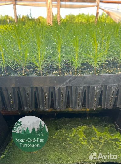 Сеянцы зкс Сосна окс Ель Лиственница Горная