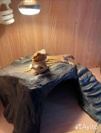 Камера для рептилий