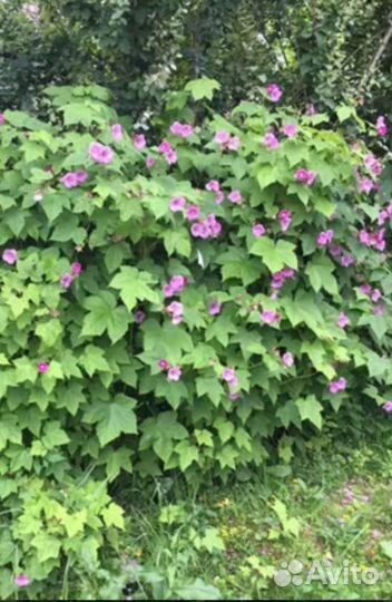 Малина -клён, мята,мелисса, кустики спиреи