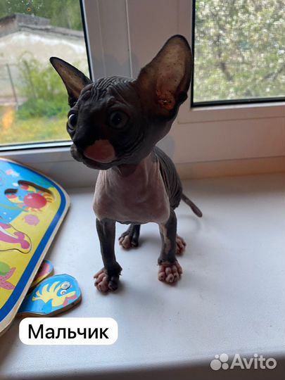 Канадский сфинкс котенок