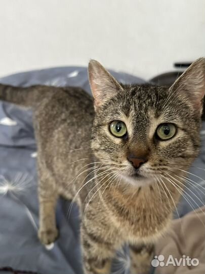 Кошечка ищет дом