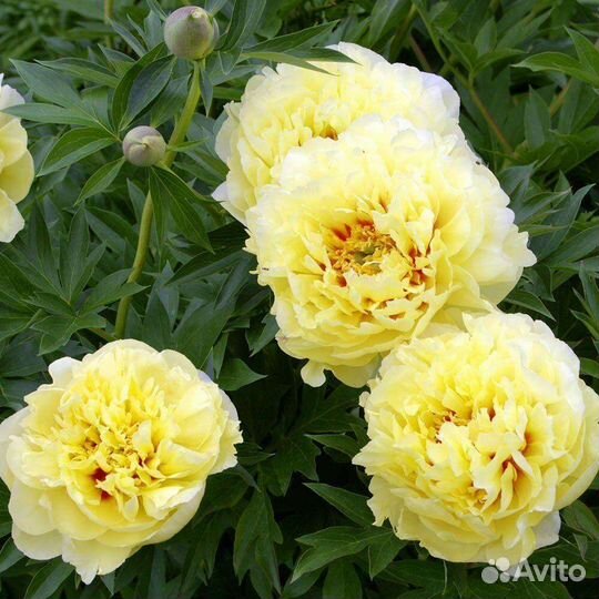 Пион Бартзелла ито-гибрид