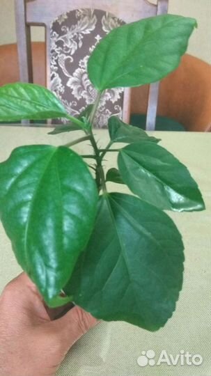 Олеандр и гибискусы