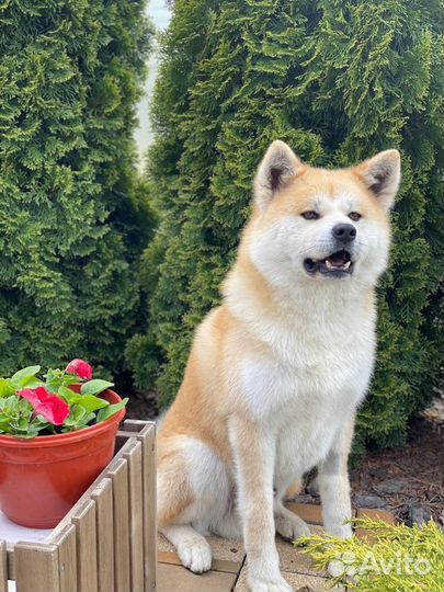 Акита ину для вязки