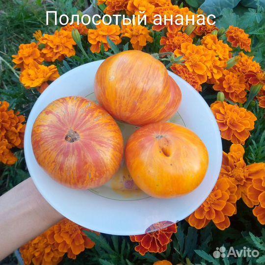 Семена помидор,тыква,огурец,цукини,баклажан