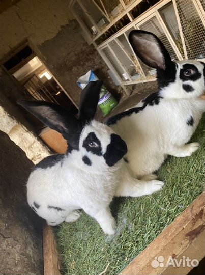 Кролик немецкий пестрый строкач
