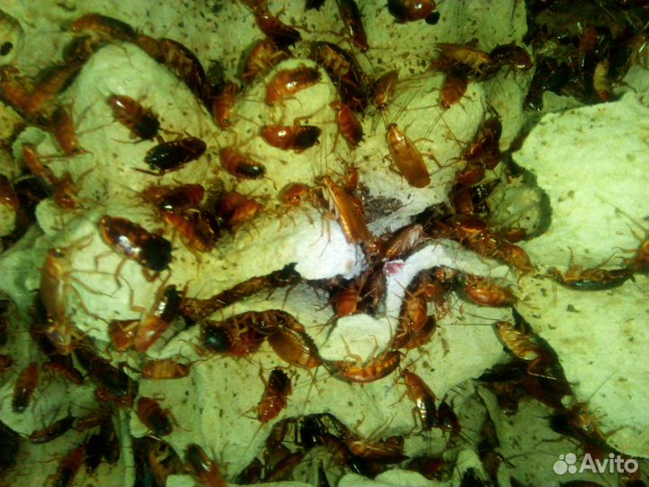 Сверчки,тараканы,зофобас,корм для стрижей