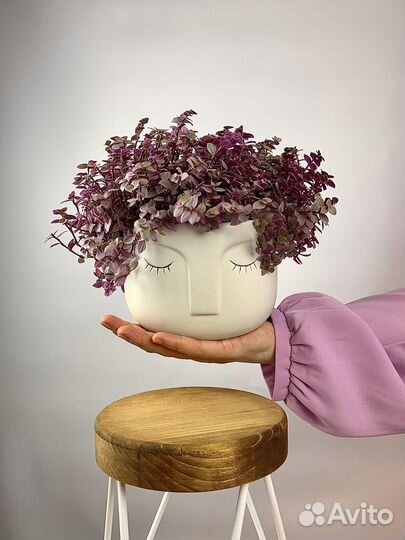 Каллизия розовая пантера, розовые цветы для дома