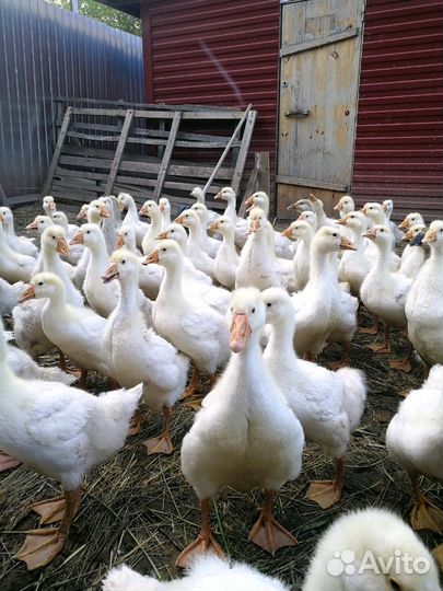 Гусята суточные. Гусиное яйцо. Гуси на племя