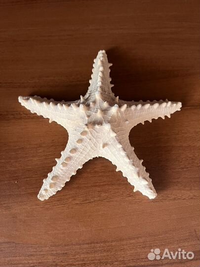 Ракушка и звезда морская