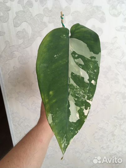 Сингониум чайопенсе