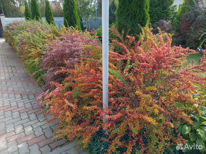 Саженцы декоративных растений