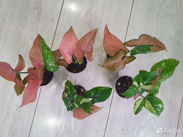 Сингониум ред спот триколор