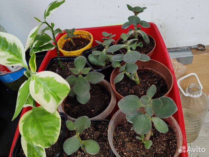 Толстянка, денежное дерево