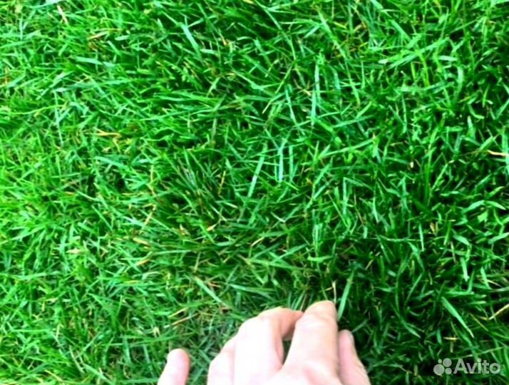 Рулонный газон 