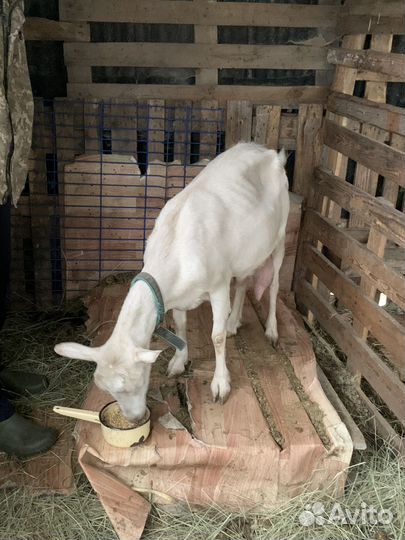 Распродаются козы