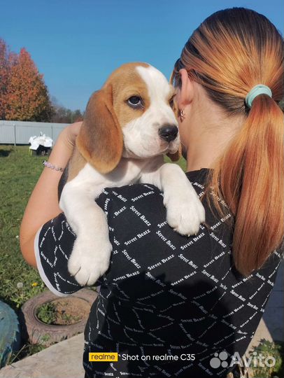 Бигль мальчик