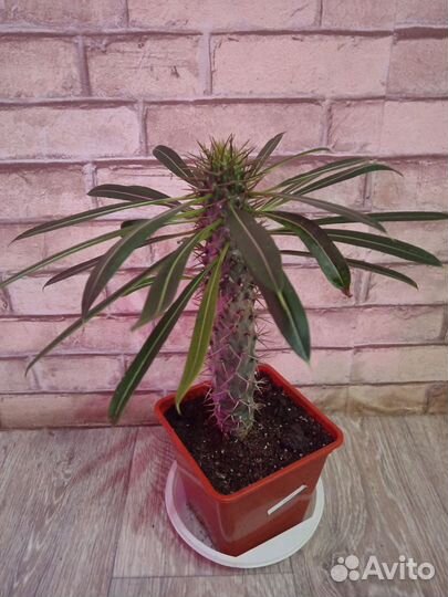 Пахиподиум