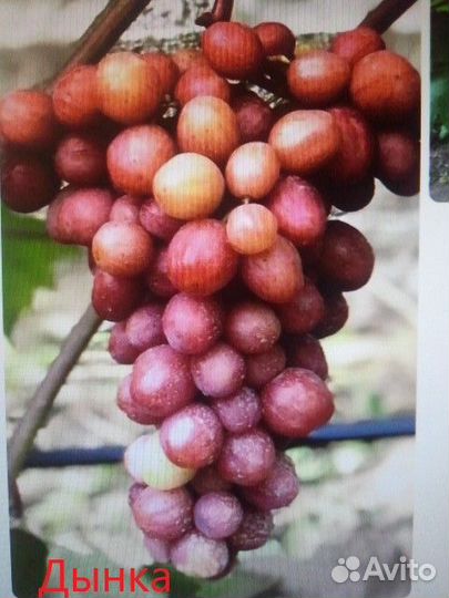 Саженцы Винограда и Черенки