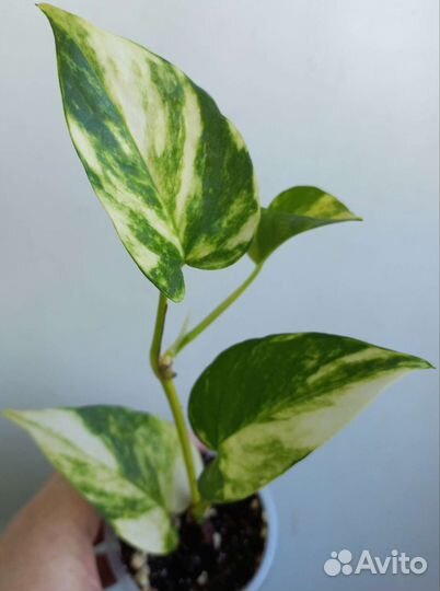 Эпипремнумы, сциндапсусы