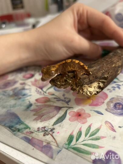 Гекор бананоед