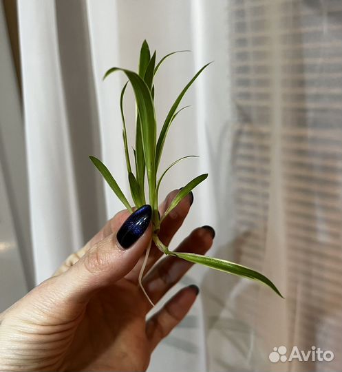 Хлорофитум