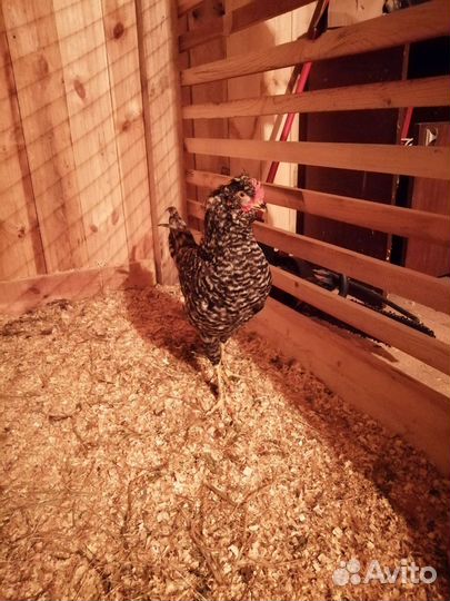 Молодые петушки