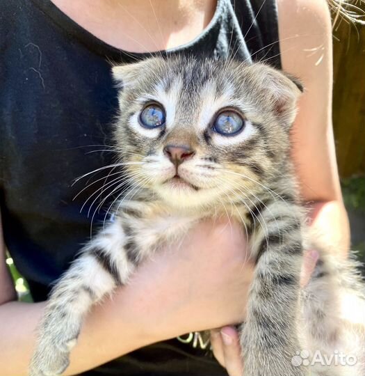 Котята в добрые руки, котенок бесплатно