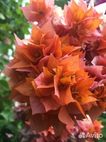 Бугенвиллея