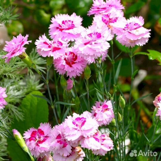 Гвоздика перистая