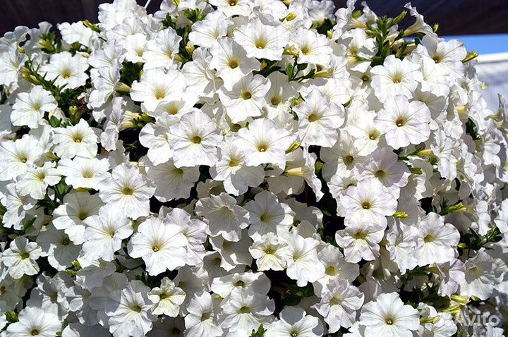 Профессиональные семена Петуния ампельная Опера Ta