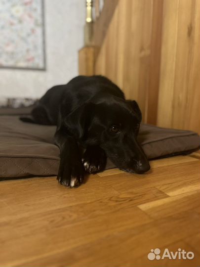 Мартюшечка ищет родителей