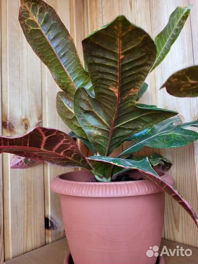 Кодиеум кротон Экселент