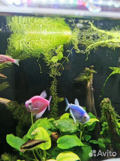 Аквариумные рыбки