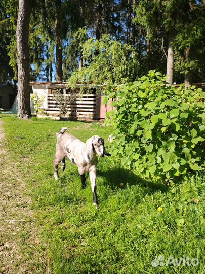 Козочка и козлик англонубийские