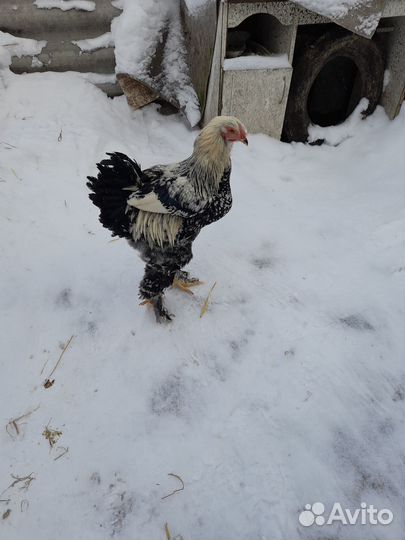 Молодые петушки