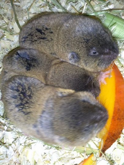 Слепушонка восточная